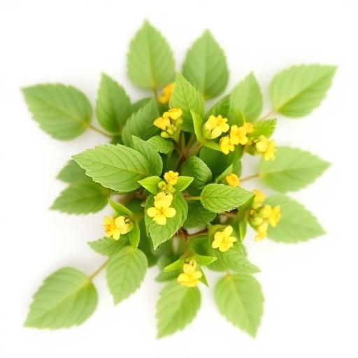 Horny Goat Weed